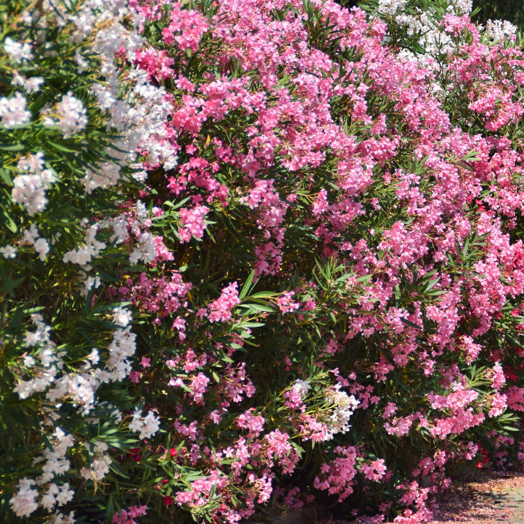 Vente Laurier-rose