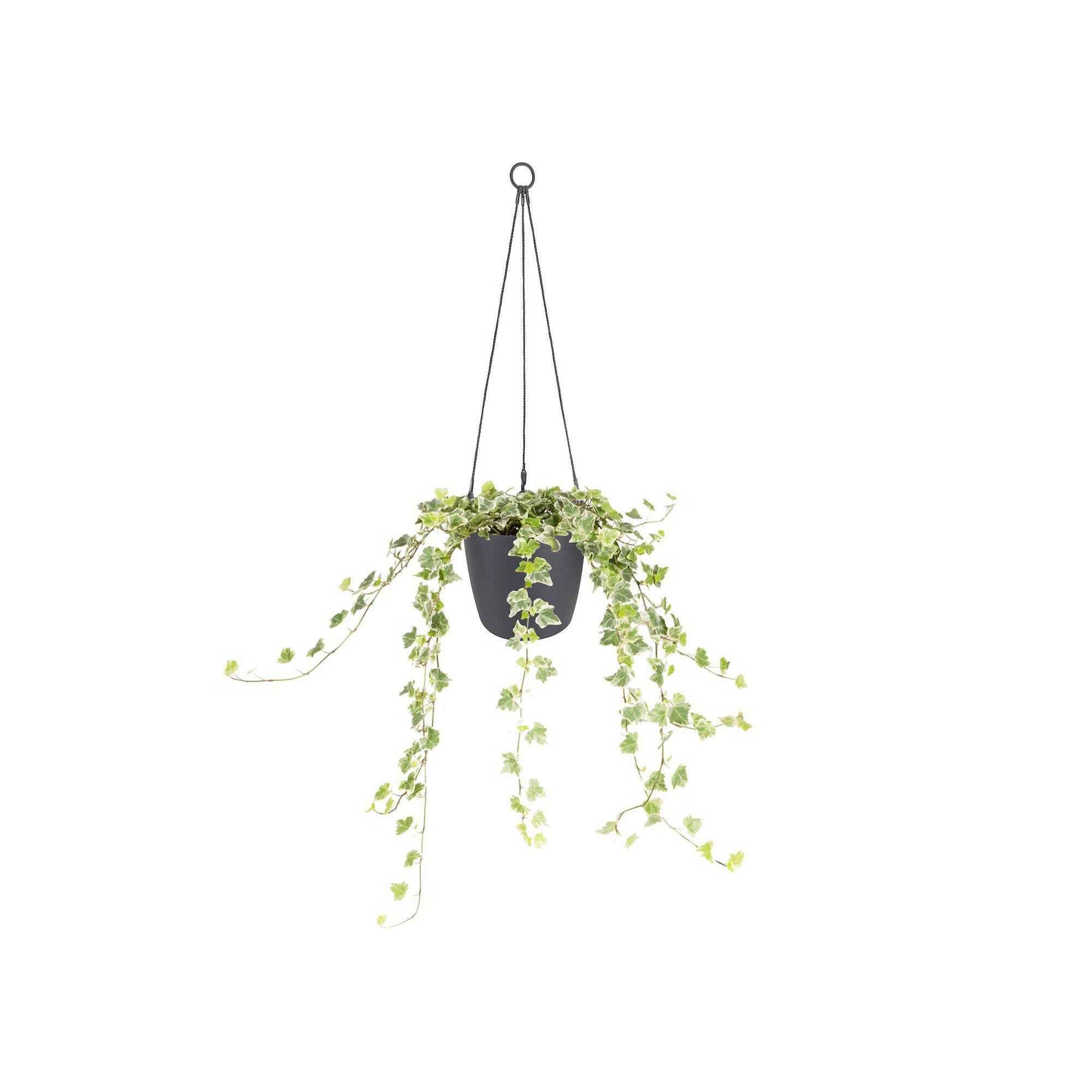 Suspension Brussels Hanging Basket D18 anthracite - Equipement