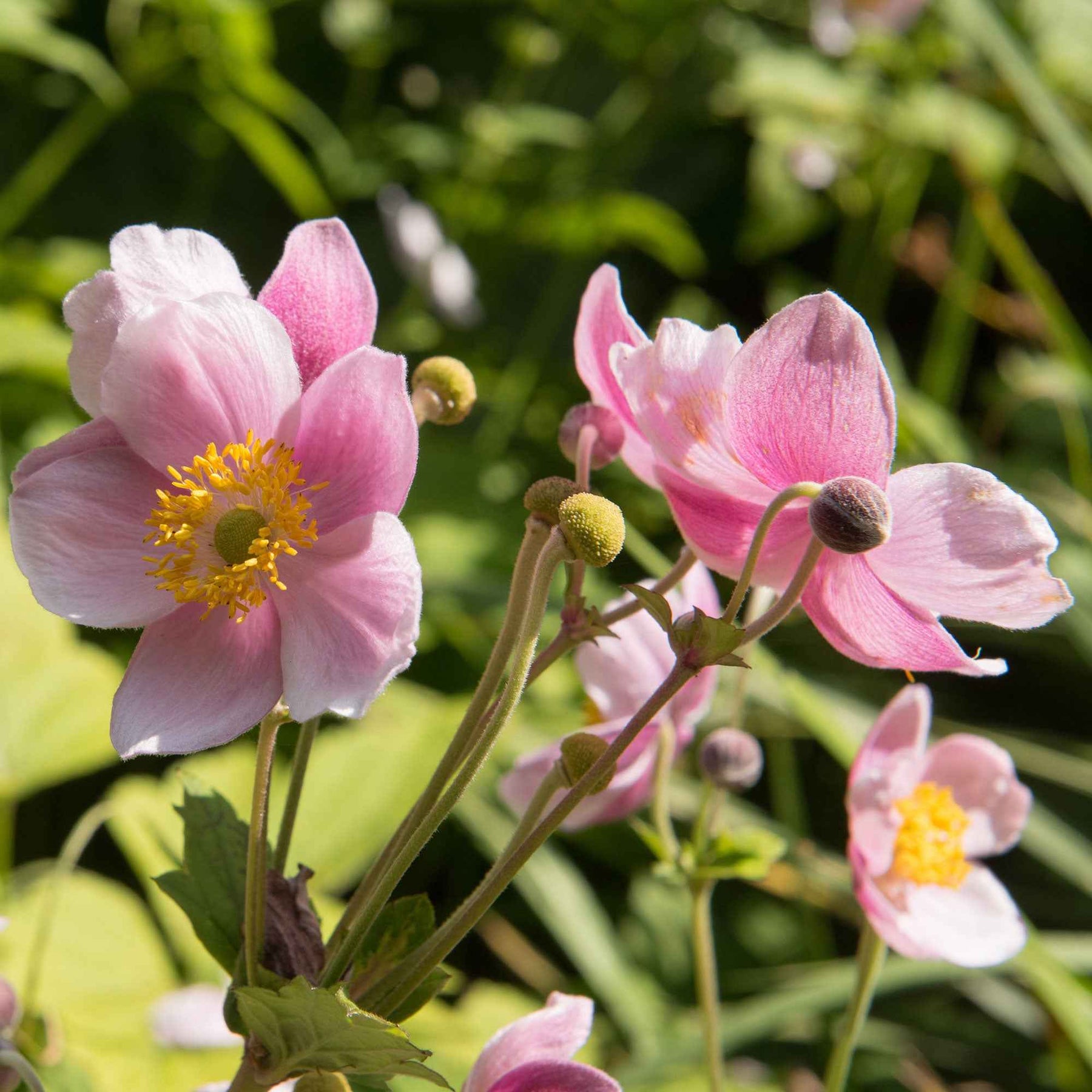 Anemone hupehensis September Charm - Anémone japonaise September Charm - Anémones