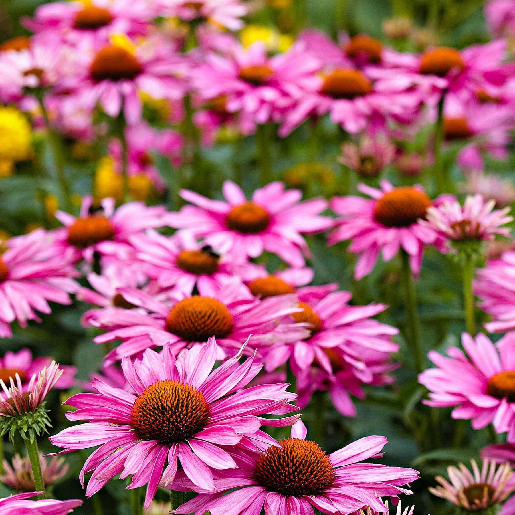 Échinacée - Echinacea - Echinacée pourpre - Echinacea purpurea
