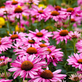 Échinacée - Echinacea - Echinacée pourpre - Echinacea purpurea