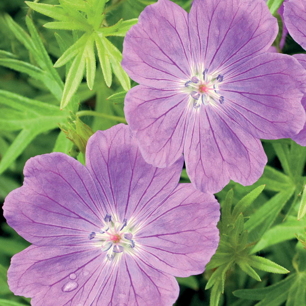 Géranium vivace sanguin rose foncé - Geranium sanguineum - Willemse