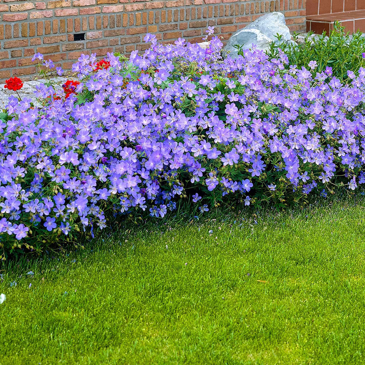 Géranium vivace Johnson's Blue - Geranium johnson's blue - Willemse
