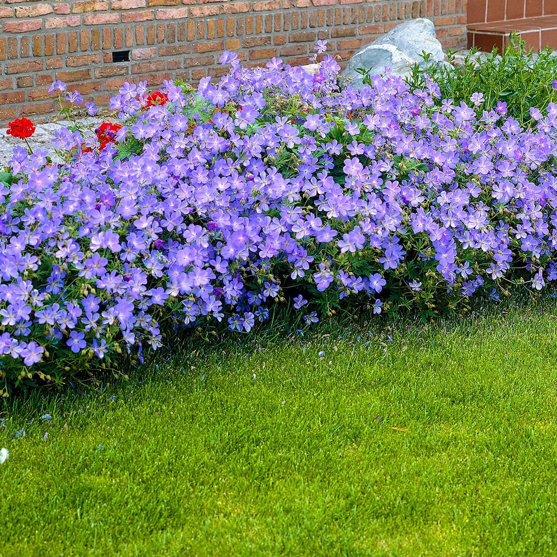 Géranium vivace Johnson's Blue - Geranium johnson's blue - Willemse