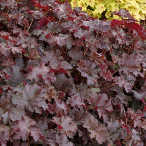 Heuchera Chocolate Ruffles - Heuchère Chocolate Ruffles - Heuchères