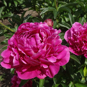  - Trio de Pivoines rose et rouge  - Pivoines