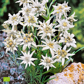 Edelweiss des Alpes - Plantes vivaces de montagne - Willemse