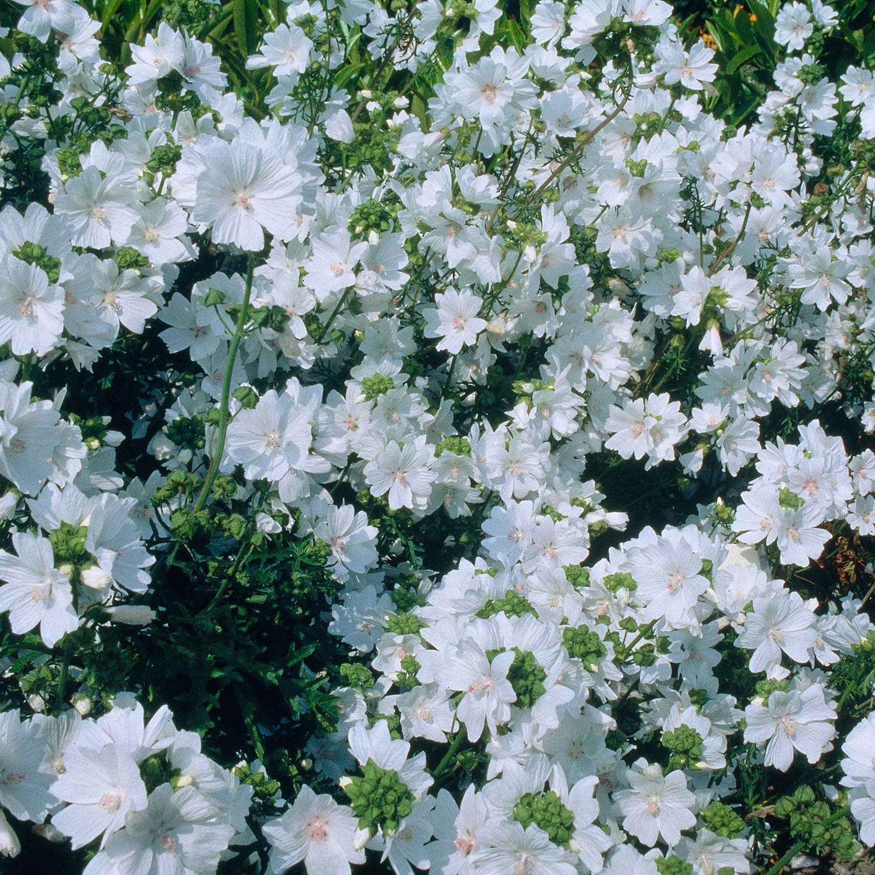 Malva moschata alba - Mauve musquée blanche - Mauves