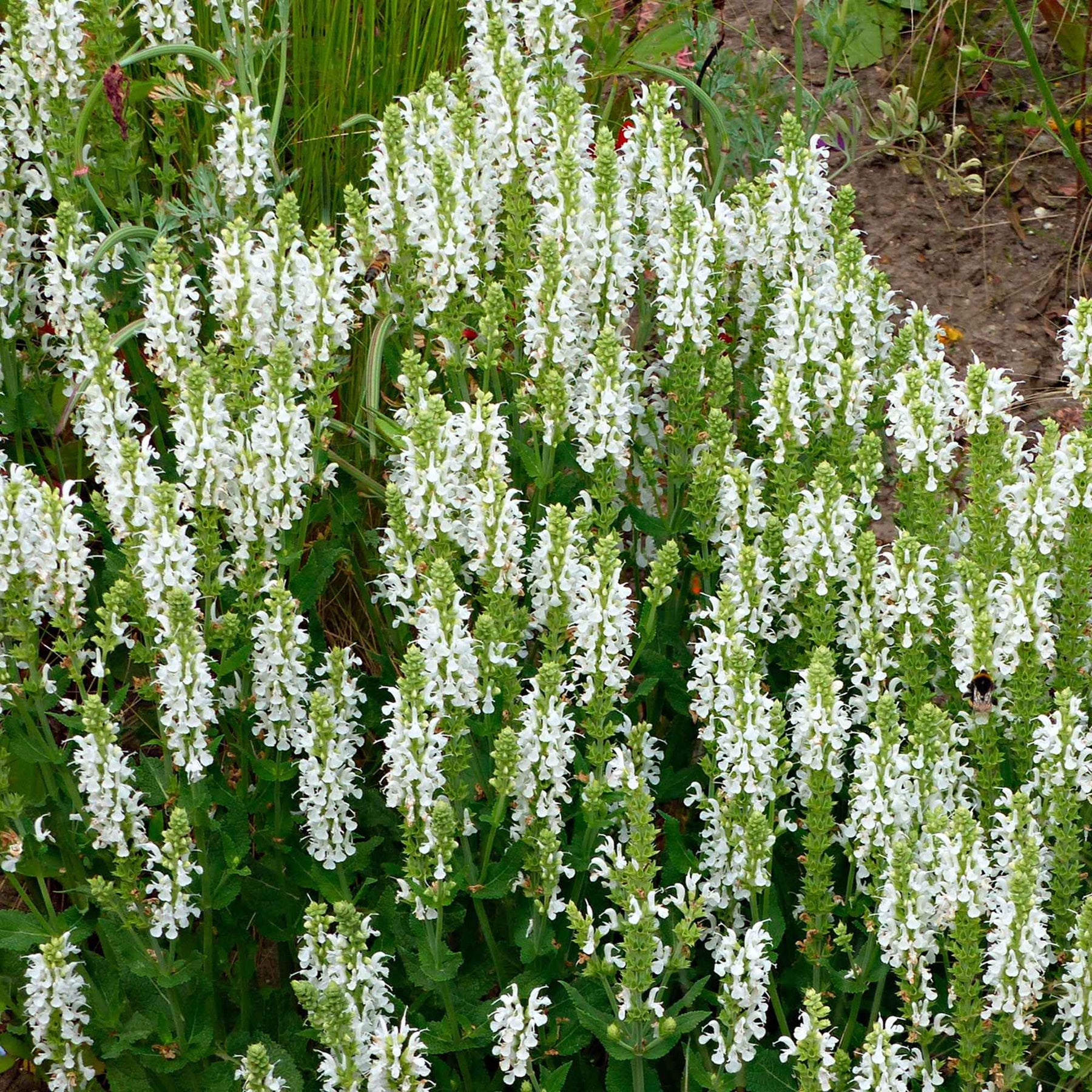 Sauge des bois Schneehügel - Willemse