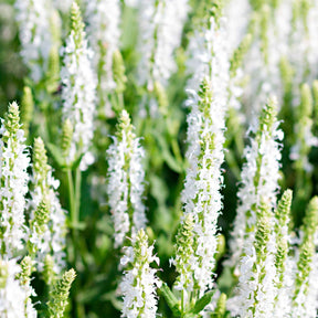 Sauge des bois Schneehügel - Salvia nemorosa schneehügel - Willemse