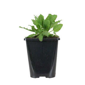 Salvia nemorosa schneehügel - Sauge des bois Schneehügel - Sauges