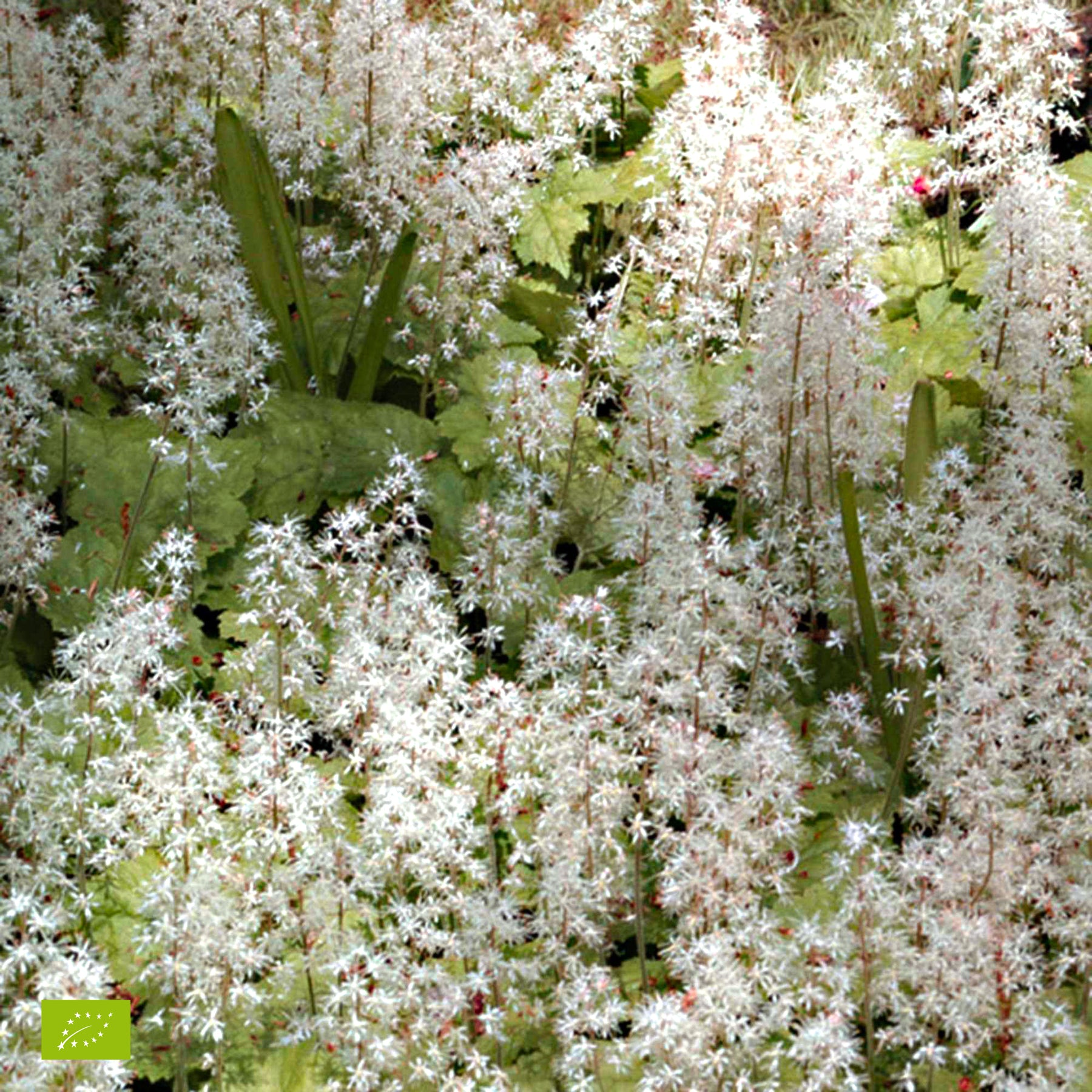 Tiarelle Pink Skyrocket - Tiarella Pink Skyrocket - Willemse