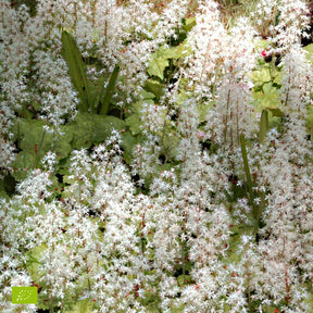 Tiarelle Pink Skyrocket - Tiarella Pink Skyrocket - Willemse