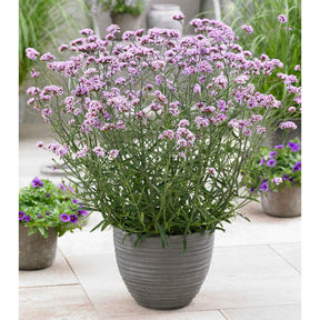 Verveine de Buenos Aires naine Lollipop - Willemse