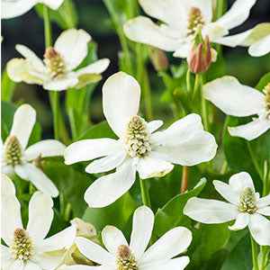 Anémopsis de Californie - Willemse