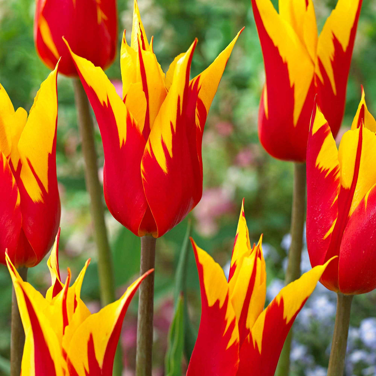 10 tulipes à fleur de lis Ailes de feu