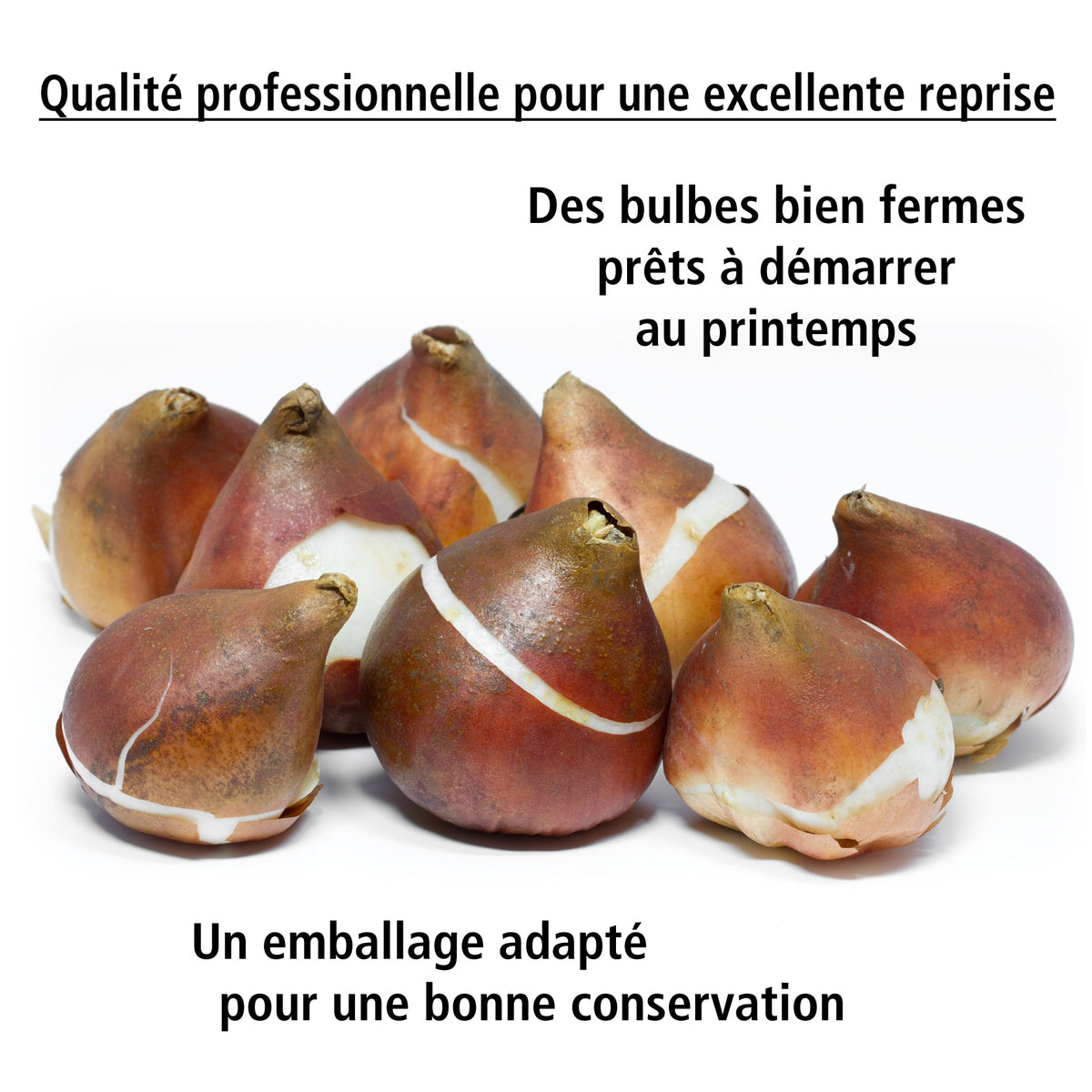 10 tulipes à fleur de lis Ailes de feu - Tulipa fire wings - Willemse