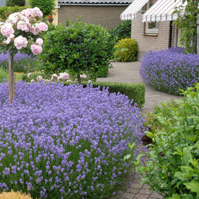 Lavandula angustifolia Hidcote - Lavande vraie Hidcote - Lavandes