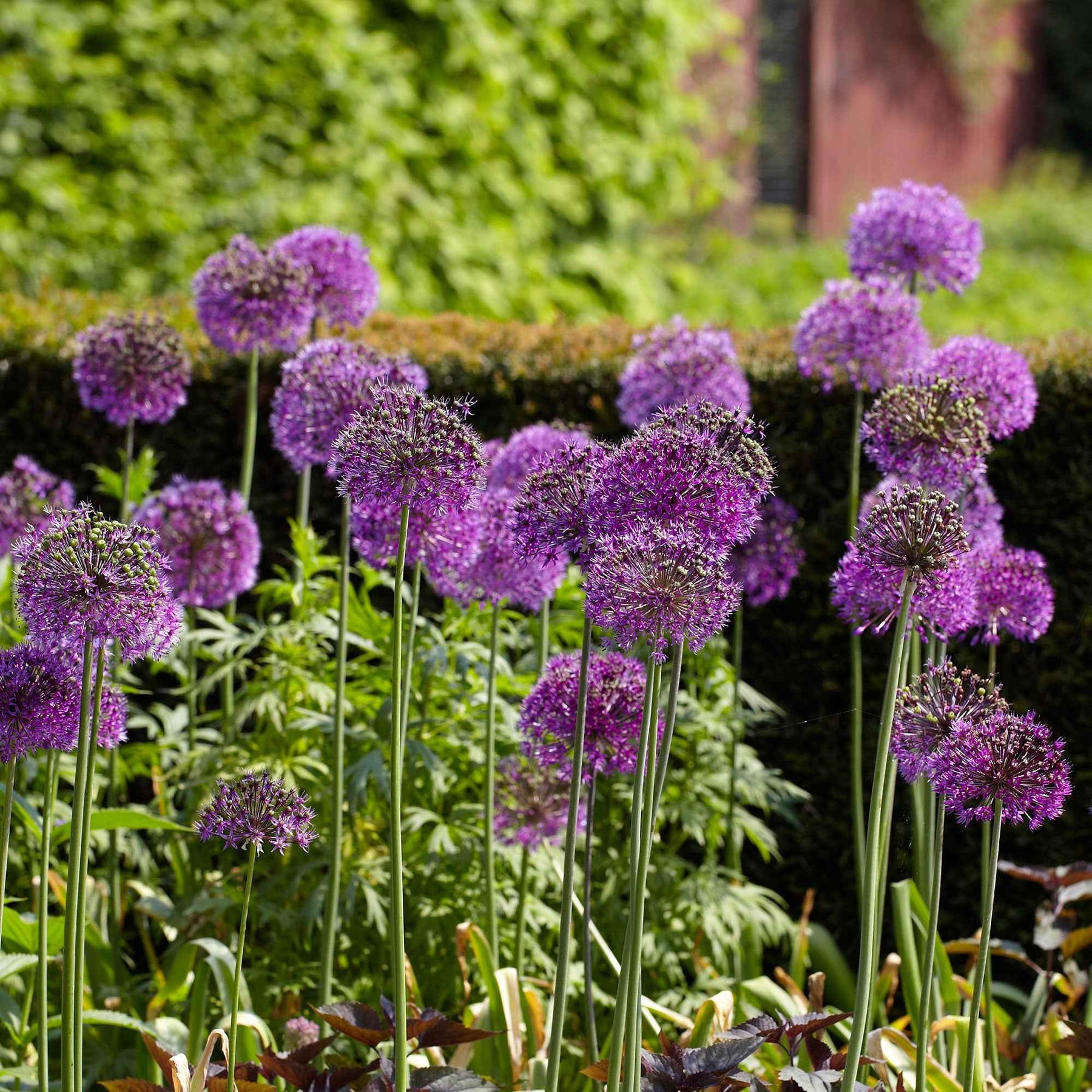 Allium aflatunense Purple Sensation - 10 Alliums Purple sensation - Allium