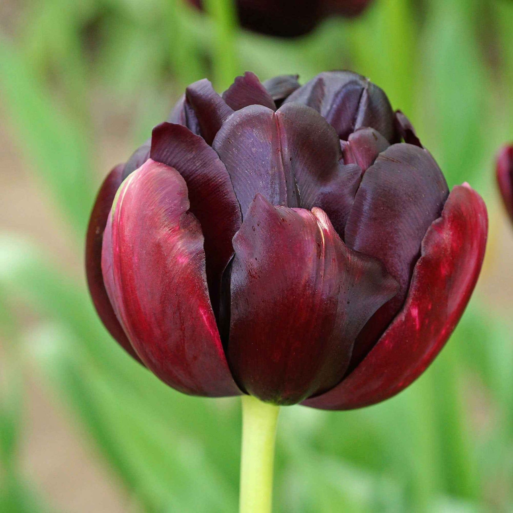 10 Tulipes à fleurs de pivoine Black Hero - Tulipa black hero - Plantes