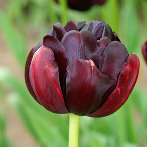 10 Tulipes à fleurs de pivoine Black Hero - Tulipa black hero - Plantes