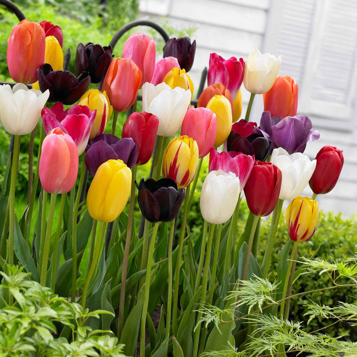 Tulipes à longues tiges en mélange - Willemse