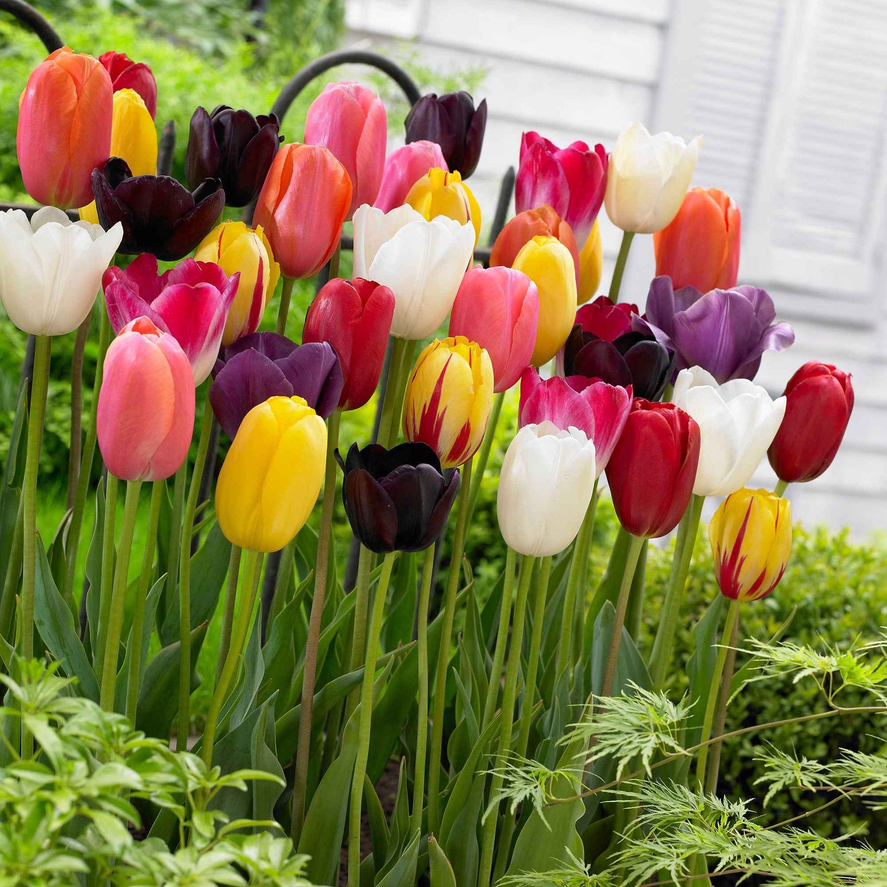 Tulipes à longues tiges en mélange - Willemse