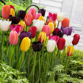 Tulipes à longues tiges en mélange - Willemse