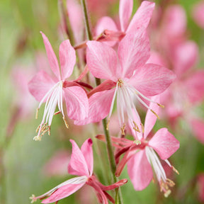 Vente Gaura Siskiyou pink - Gaura lindheimeri siskiyou pink