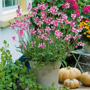 Gaura - Gaura Siskiyou pink - Gaura lindheimeri siskiyou pink