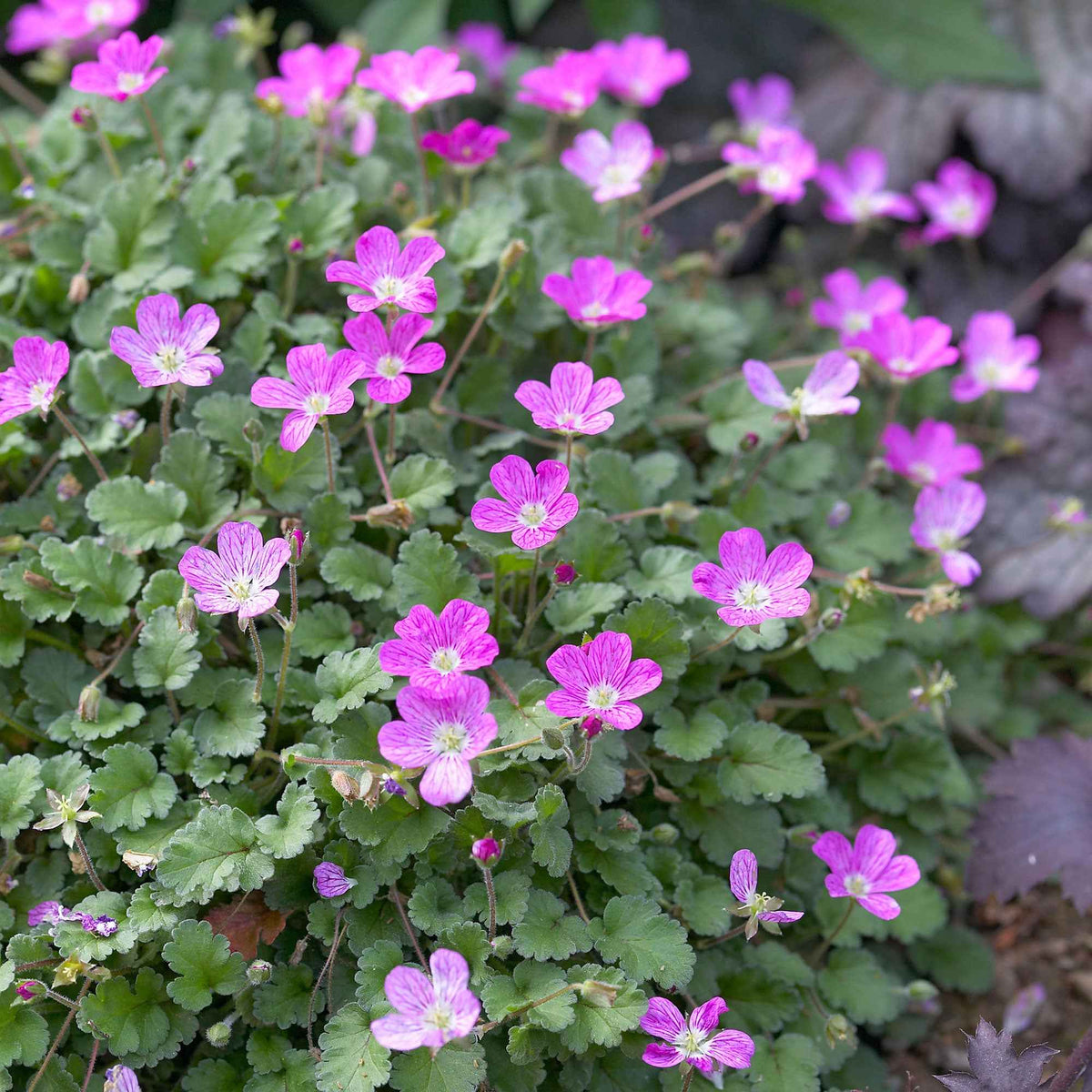 Erodium Bishops Form - Willemse