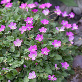 Erodium Bishops Form - Willemse