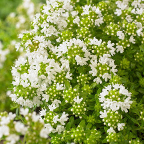 Thym précoce à fleurs blanches - Willemse