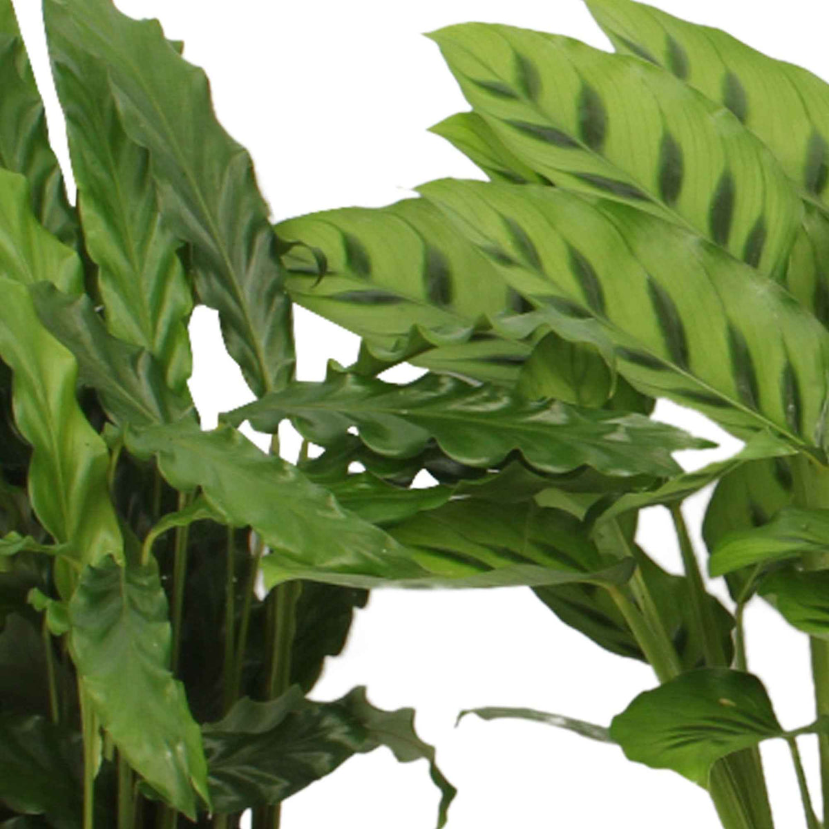 4 Calathéas en mélange - Calathea 'eldergrass', 'blue grass', 'leopardina', 'mauiqueen' - Willemse