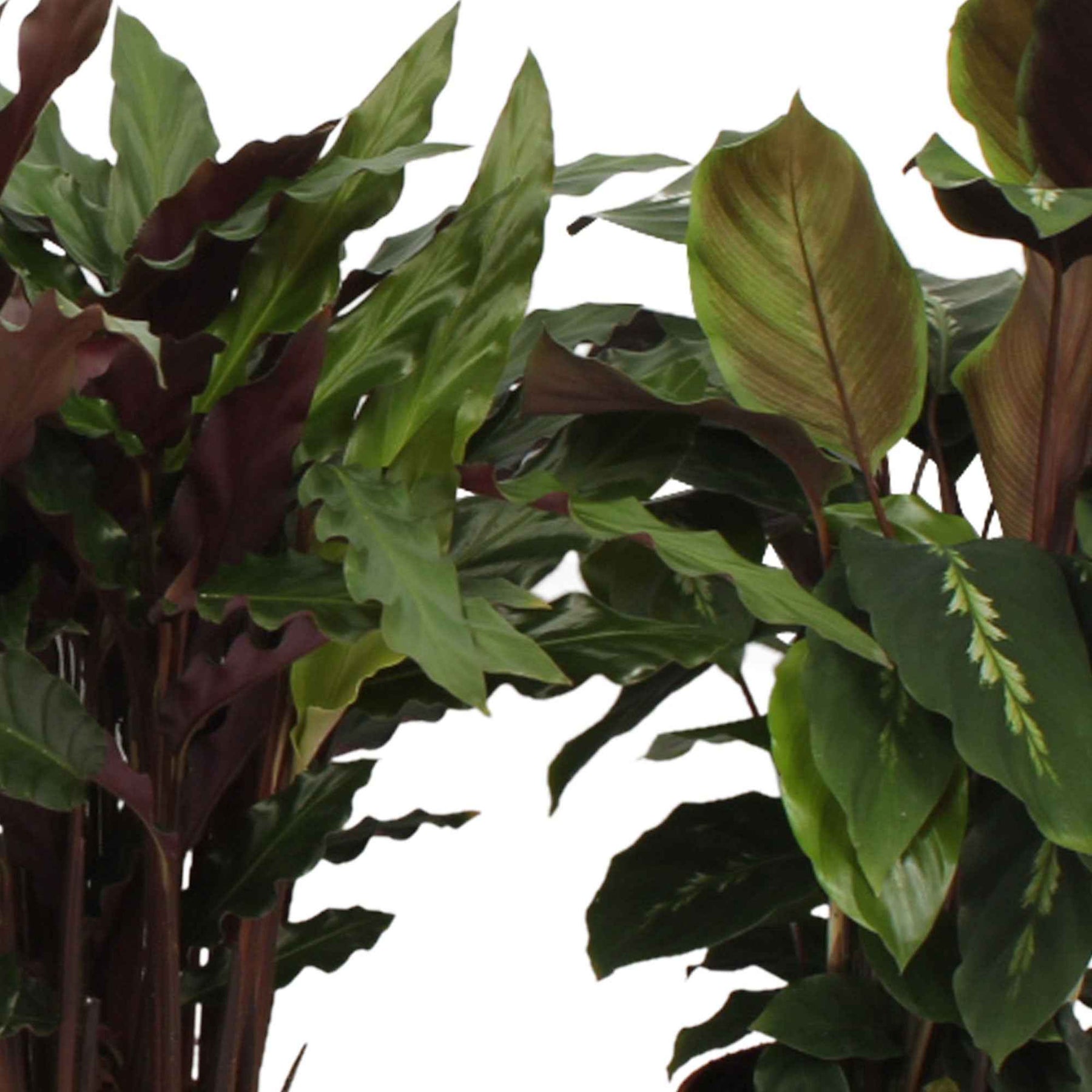 Calathea 'eldergrass', 'blue grass', 'leopardina', 'mauiqueen' - 4 Calathéas en mélange - Calathea