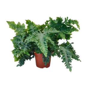 Phlebodium aureum 'Davana' - Fougère 'Davana' - Fougère d'intérieur