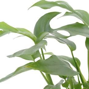 Collections de plantes d'intérieur - Collection de 3 plantes d'intérieur pour la salle de bain - Nephrolepis Duffii, Monstera minima, Asplenium Crispy Wave