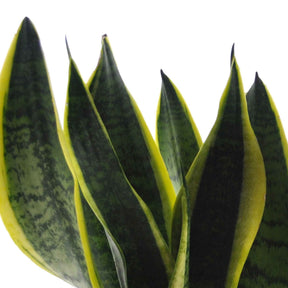  strelitzia, chamaedorea, asplenium crispy wave, sansevieria - Collection de 4 plantes d'intérieur vertes - Collections de plantes d'intérieur