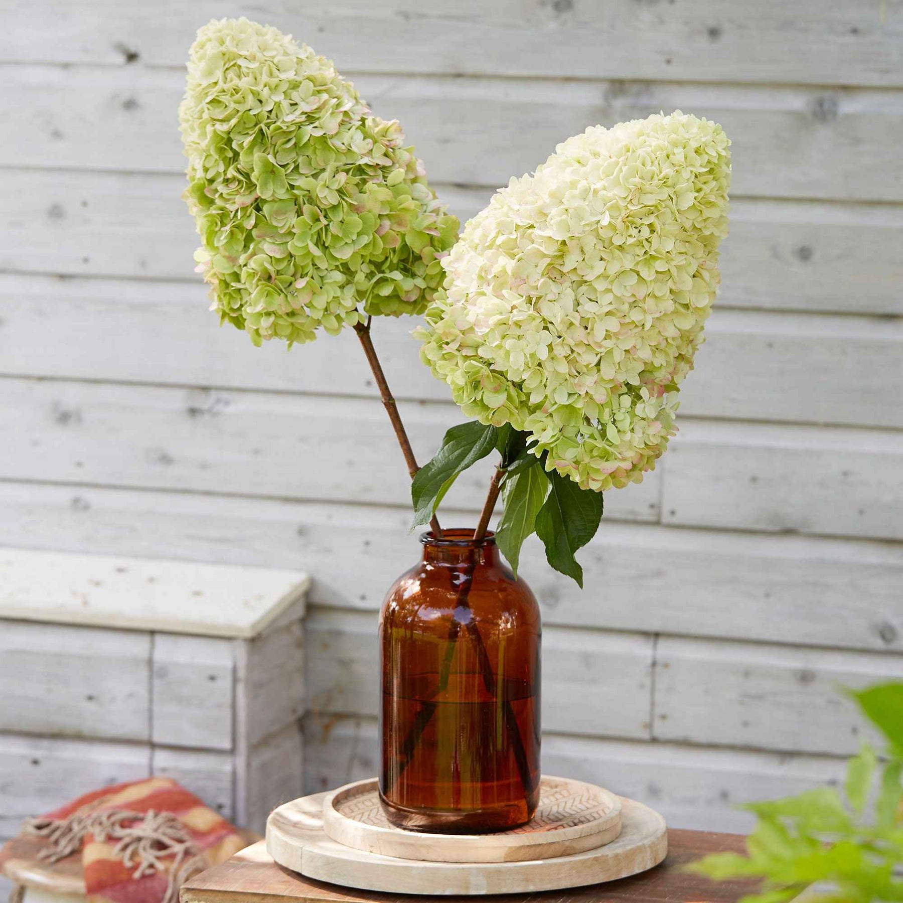 Hortensia paniculé Hercules - Hydrangea paniculata 'hercules' - Willemse