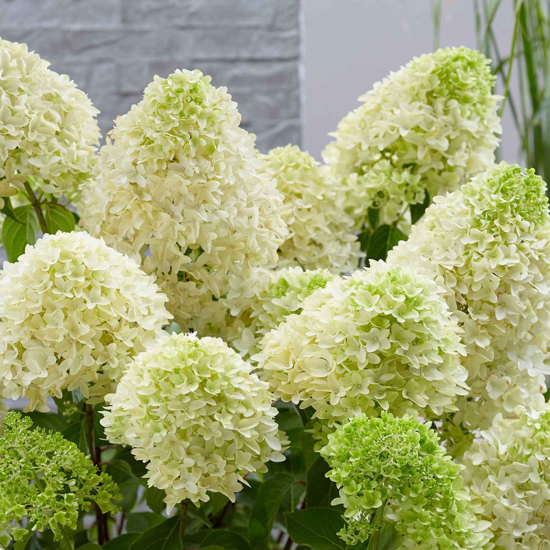 Hortensia paniculé Skyfall - Hydrangea paniculata skyfall - Willemse