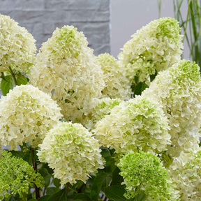 Hortensia paniculé Skyfall - Hydrangea paniculata skyfall - Willemse