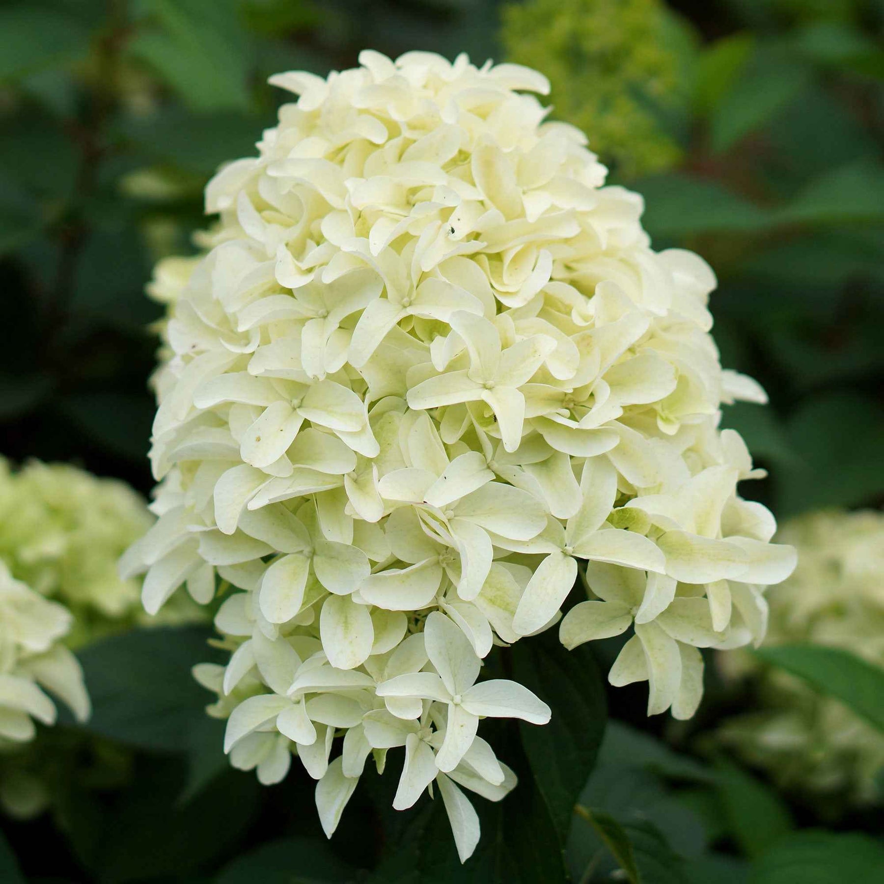 Hortensia paniculé - Hortensia paniculé Skyfall - Hydrangea paniculata skyfall
