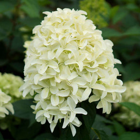 Hortensia paniculé - Hortensia paniculé Skyfall - Hydrangea paniculata skyfall