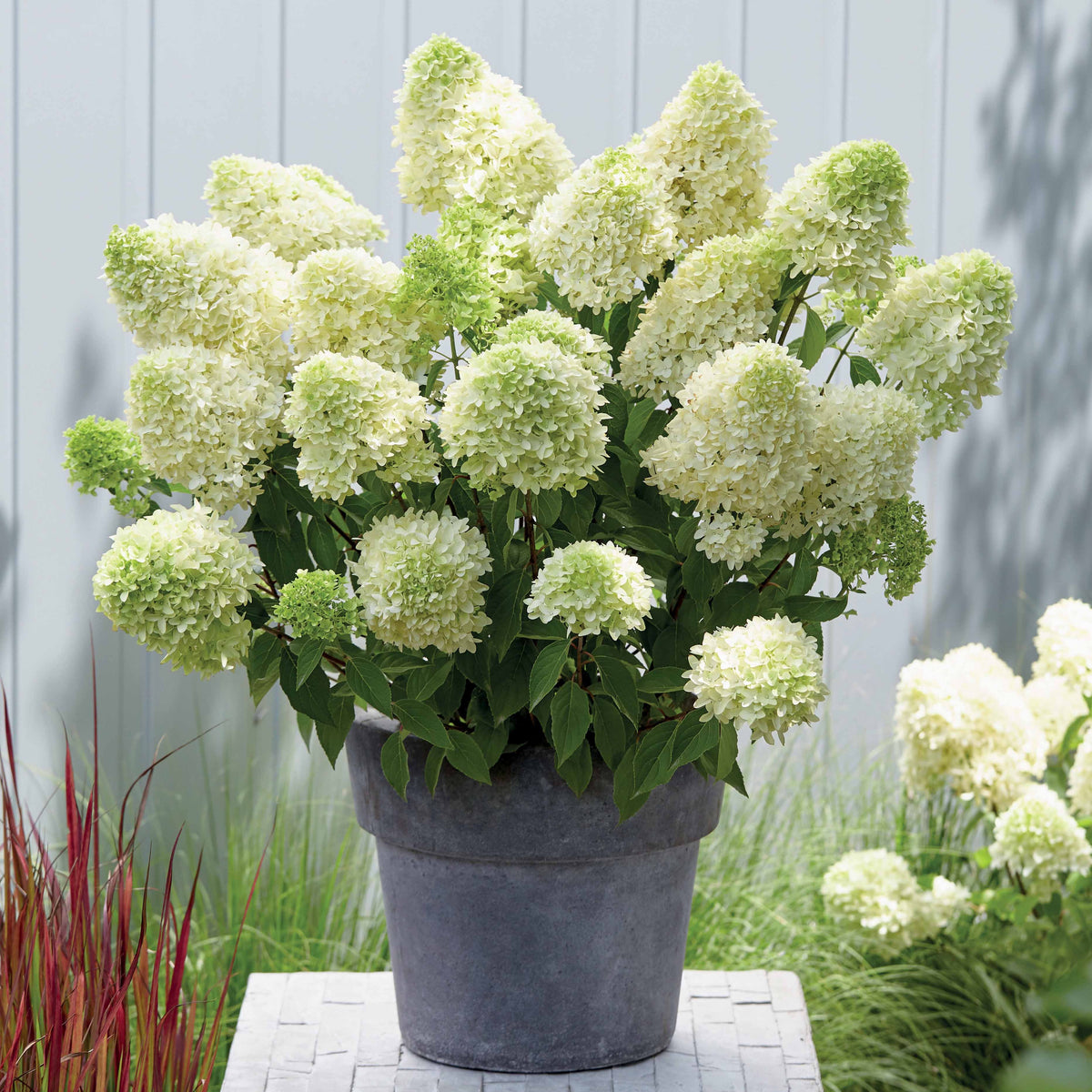 Hortensia paniculé Skyfall - Willemse