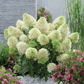 Hydrangea paniculata skyfall - Hortensia paniculé Skyfall - Hortensia paniculé