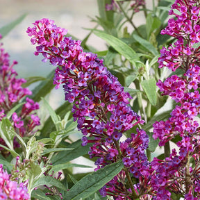 Arbre à papillons Butterfly Towers - Buddleja davidii 'butterfly towers' - Willemse