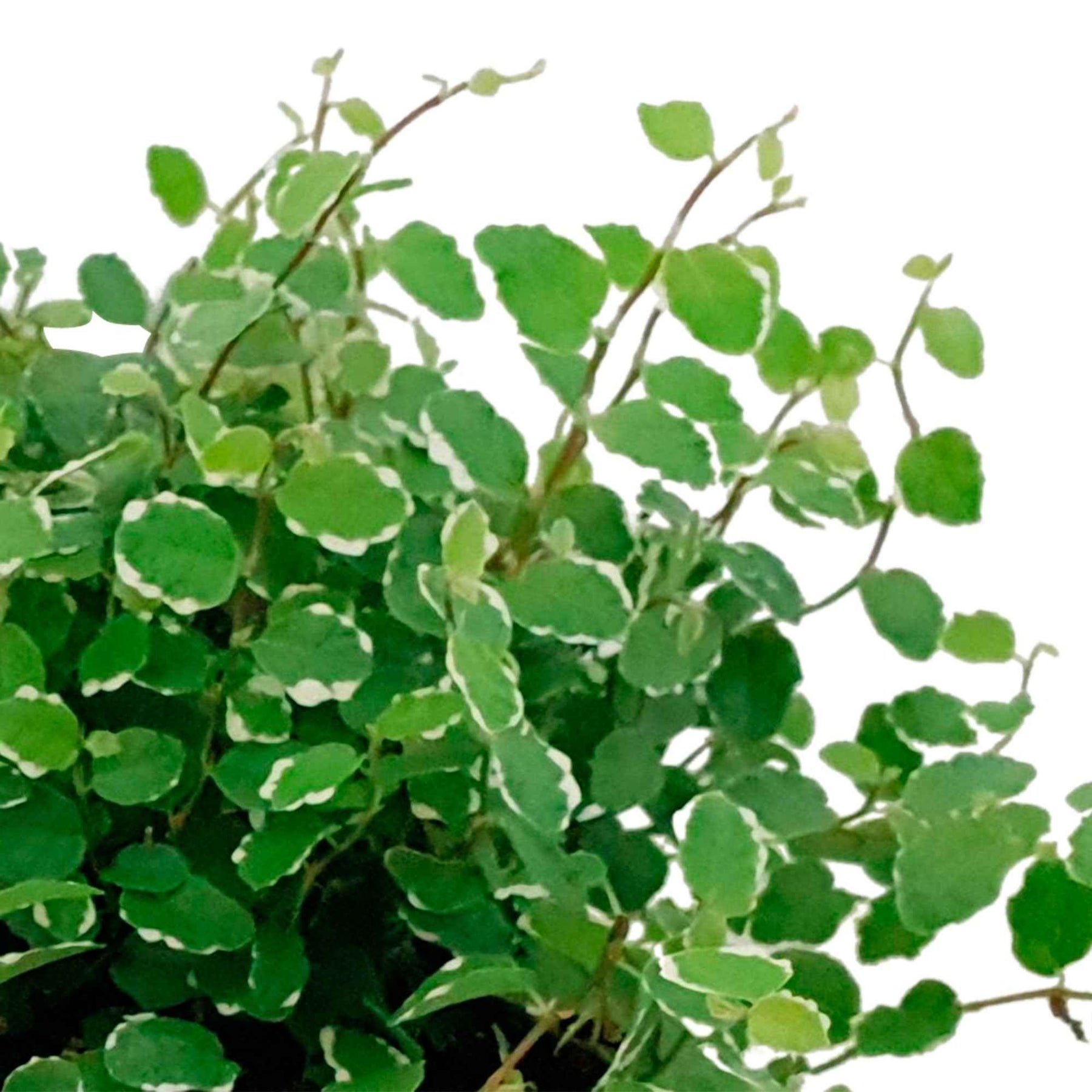 Ficus pumila white sunny - Ficus pumila White Sunny - Ficus
