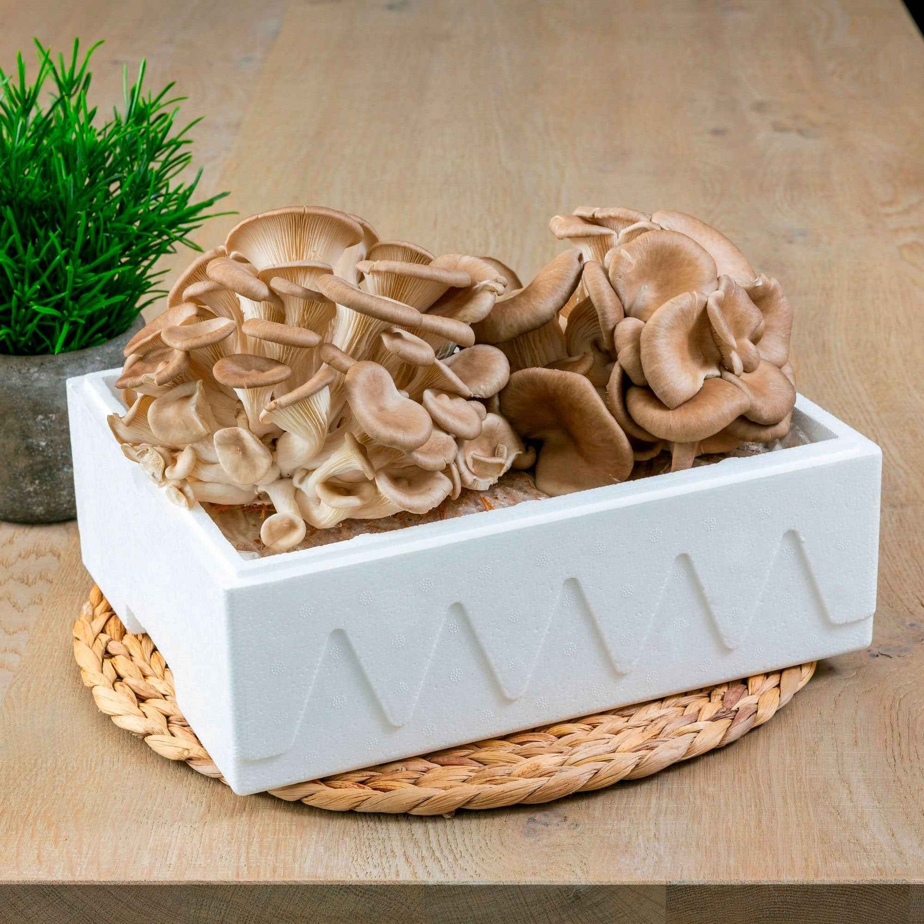 Pleurotus ostreatus - Kit champignon Pleurote - Kits champignons