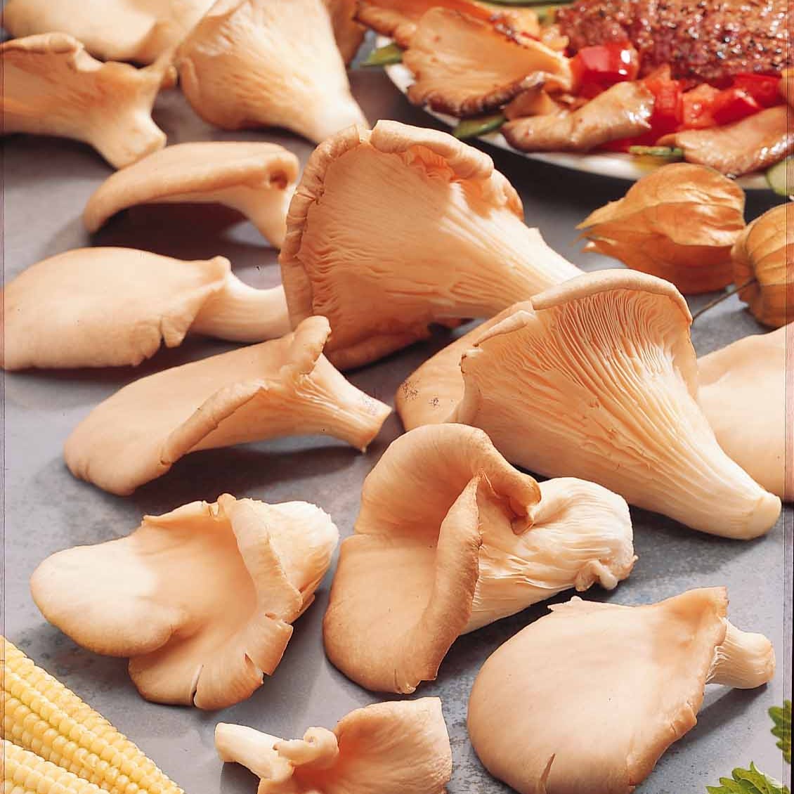 Kit champignon Pleurote - Willemse