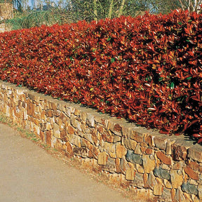 Photinia - Haie de 3 Photinias Red Robin - Photinia fraseri Red Robin